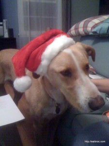 Our dog Rowlf wishes you a Merry Christmas!